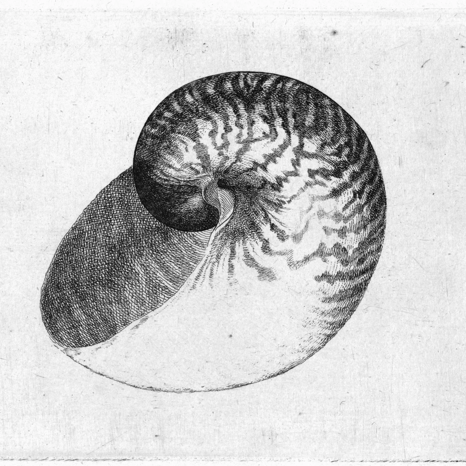 Nautilus pompilius, etched by Wenceslaus Hollar in 1644